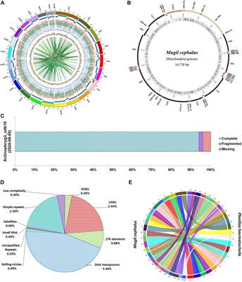 First Report of Chromosome-Level Genome Assembly for Flathead Grey Mullet, Mugil cephalus (Linnaeus, 1758)